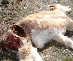 Se registran seis nuevos ataques de lobos en la provincia de Guadalajara